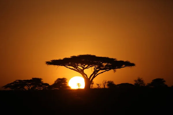 African savannah summer pictrures wild safari Tanzania Rwanda Botswana Kenya — Stock Photo, Image