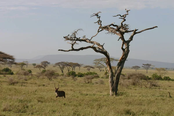 África savana verão imagens selvagem safari Tanzânia Ruanda Botswana Quênia — Fotografia de Stock