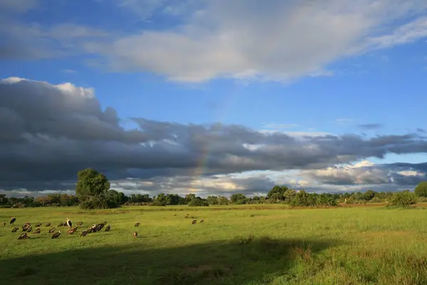 Afrikai szavanna nyári pictrures vad szafari Tanzániában Ruanda Botswana, Kenya — Stock Fotó