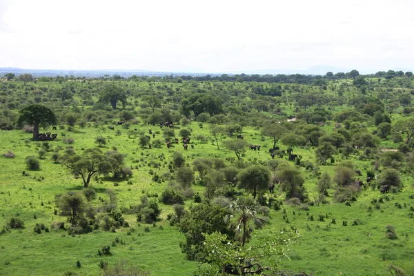Африканская саванна летом пиктрирует дикое сафари Танзания Руанда Ботсвана Кения — стоковое фото