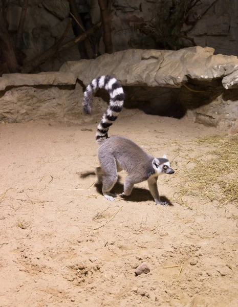 Lemur funny african animal mammal Madagascar — Stock Photo, Image