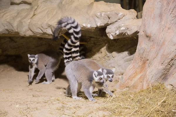 Lemur divertido animal africano mamífero Madagascar — Foto de Stock