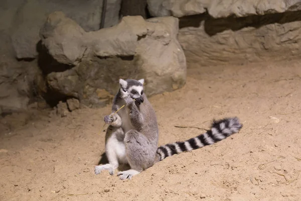 Lemur divertido animal africano mamífero Madagascar Fotos De Stock