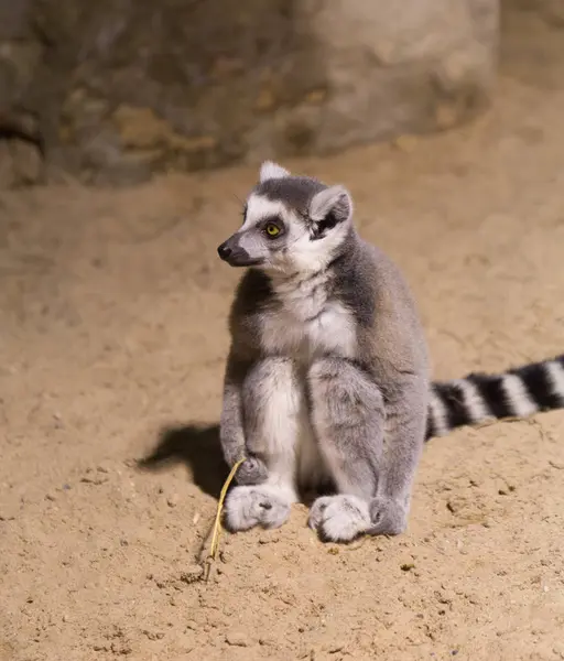 Maki vicces afrikai állat emlős Madagaszkár Jogdíjmentes Stock Fotók