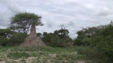 Afrika savana yaz pictrures vahşi safari Tanzanya Ruanda Botsvana Kenya 