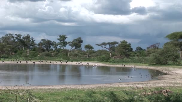 Afrika savana yaz pictrures vahşi safari Tanzanya Ruanda Botsvana Kenya — Stok video
