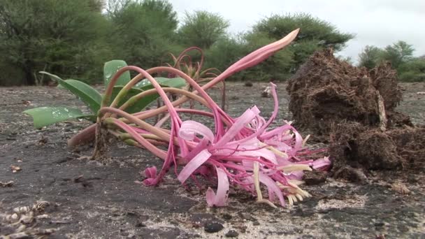 Sabana africana verano pictrures safari salvaje Tanzania Ruanda Botswana Kenia — Vídeo de stock