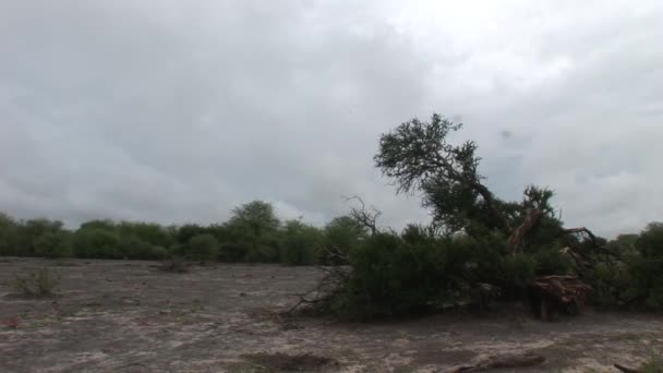 Afrykańskiej sawanny lato pictrures dzikie safari Tanzania Rwanda Botswana Kenii — Wideo stockowe