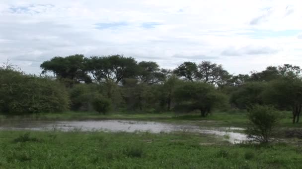 Savane africaine photos d'été safari sauvage Tanzanie Rwanda Botswana Kenya — Video