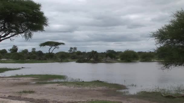 Sabana africana verano pictrures safari salvaje Tanzania Ruanda Botswana Kenia — Vídeos de Stock