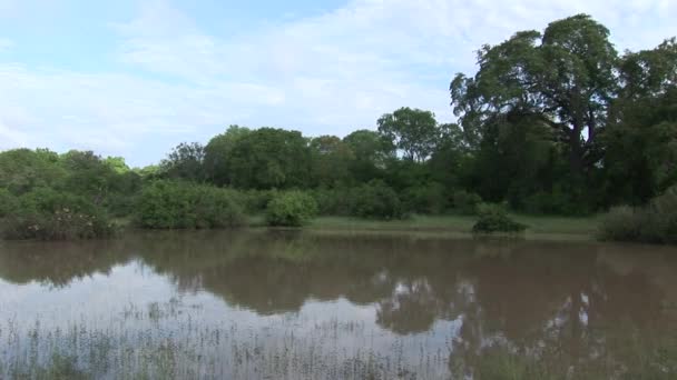 Africké savany letní pictrures divoké safari Keňa Tanzanie Botswana Rwanda — Stock video