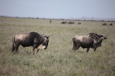 Antilop vahşi antilop Gnu Afrika Botsvana Savannah