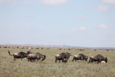 Antilop vahşi antilop Gnu Afrika Botsvana Savannah