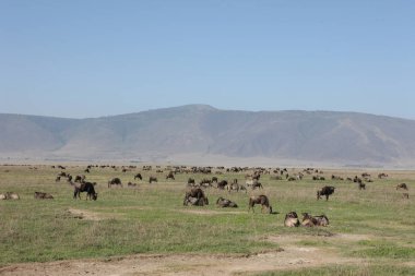 Antilop vahşi antilop Gnu Afrika Botsvana Savannah
