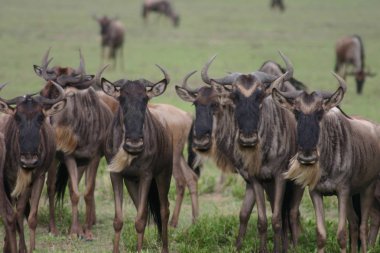 Antilop vahşi antilop Gnu Afrika Botsvana Savannah