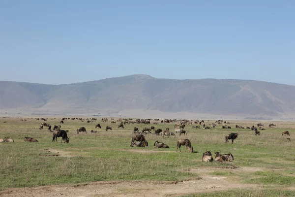 Antilop vahşi antilop Gnu Afrika Botsvana Savannah