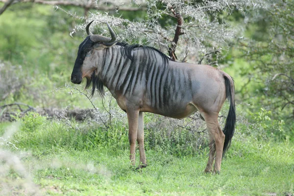 GNU dzikich antylop Gnu w Botswana afrykańskiej sawanny — Zdjęcie stockowe
