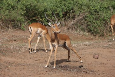 Afrika Botsvana Savannah yabani antilop memeli hayvanlar