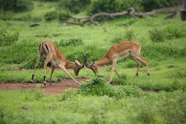 Wild Antelope mammal in African Botswana savannah clipart