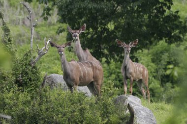 Afrika Botsvana Savannah yabani antilop memeli hayvanlar