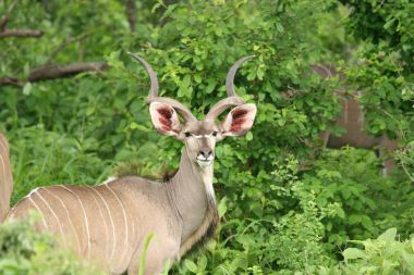 Afrika Botsvana Savannah yabani antilop memeli hayvanlar