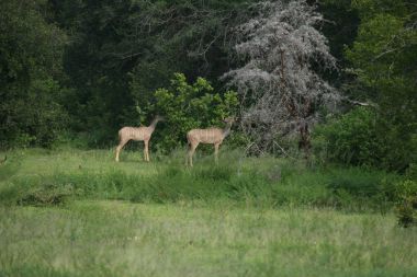 Afrika Botsvana Savannah yabani antilop memeli hayvanlar