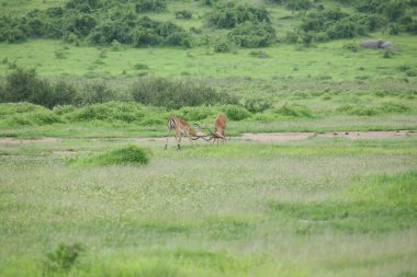 Afrika Botsvana Savannah yabani antilop memeli hayvanlar