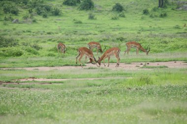 Afrika Botsvana Savannah yabani antilop memeli hayvanlar