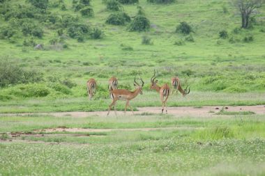 Afrika Botsvana Savannah yabani antilop memeli hayvanlar