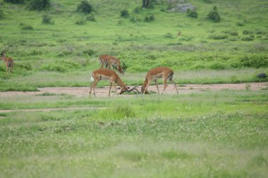 Afrika Botsvana Savannah yabani antilop memeli hayvanlar