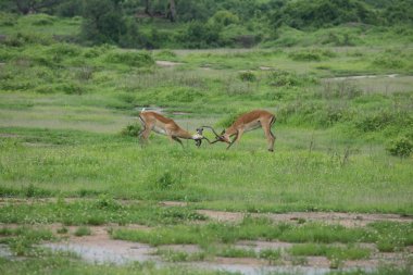 Afrika Botsvana Savannah yabani antilop memeli hayvanlar