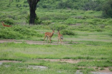 Afrika Botsvana Savannah yabani antilop memeli hayvanlar