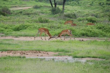 Afrika Botsvana Savannah yabani antilop memeli hayvanlar
