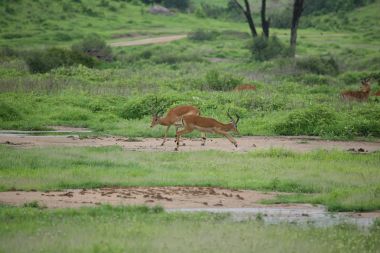 Afrika Botsvana Savannah yabani antilop memeli hayvanlar