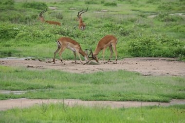 Afrika Botsvana Savannah yabani antilop memeli hayvanlar