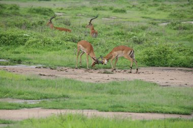 Afrika Botsvana Savannah yabani antilop memeli hayvanlar