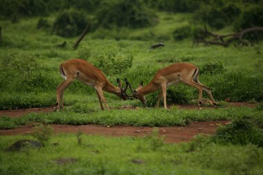 Afrika Botsvana Savannah yabani antilop memeli hayvanlar