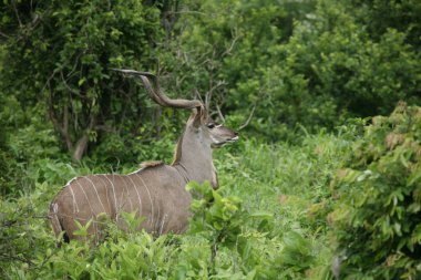 Afrika Botsvana Savannah yabani antilop memeli hayvanlar