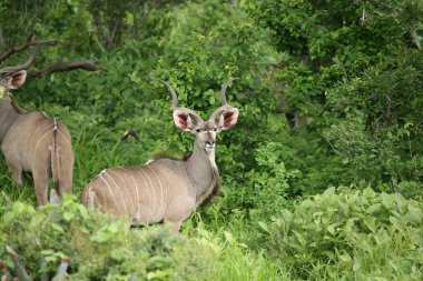 Afrika Botsvana Savannah yabani antilop memeli hayvanlar