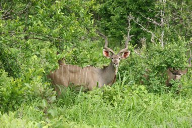 Afrika Botsvana Savannah yabani antilop memeli hayvanlar