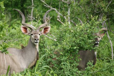 Afrika Botsvana Savannah yabani antilop memeli hayvanlar