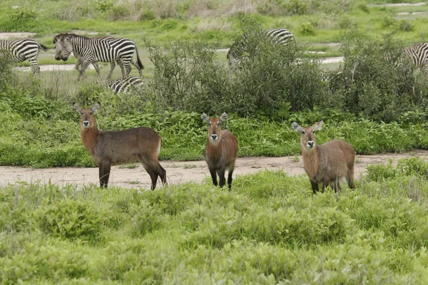 Wild Antelope zoogdieren in Afrikaanse Botswana savannah — Stockfoto