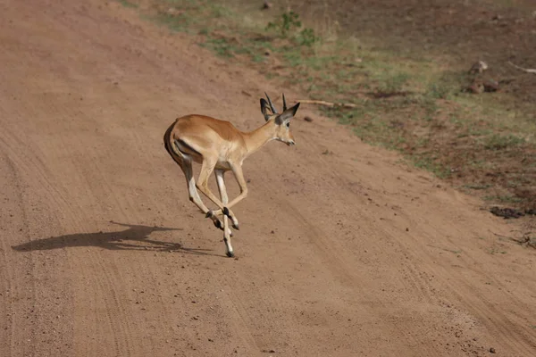 Vilda antilop däggdjur i afrikanska Botswana savannah — Stockfoto