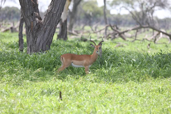 Wilde Antilope Säugetier in afrikanischen Botswana Savanne — Stockfoto