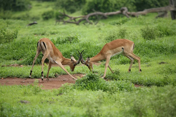 Wilde Antilope Säugetier in afrikanischen Botswana Savanne — Stockfoto