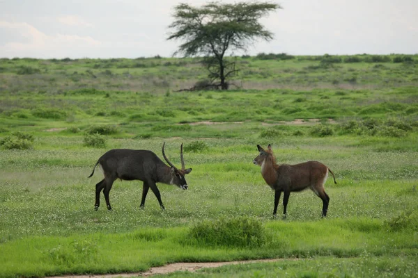 Wild Antelope zoogdieren in Afrikaanse Botswana savannah — Stockfoto