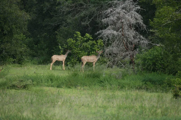 Afrika Botsvana Savannah yabani antilop memeli hayvanlar