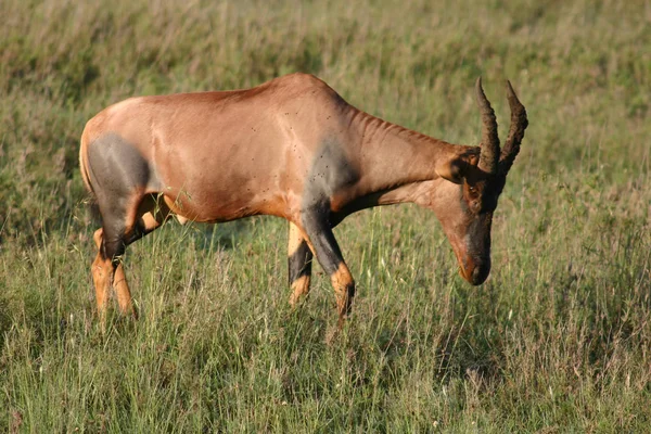 Mamífero antílope selvagem na savana africana do Botsuana — Fotografia de Stock