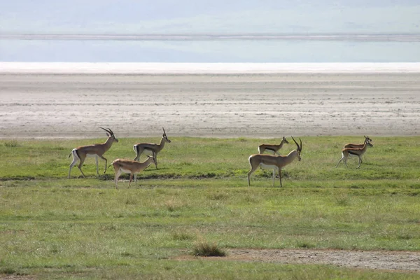 สัตว์เลี้ยงลูกด้วยนม Antelope ป่าในแอฟริกา บอตสวานา — ภาพถ่ายสต็อก