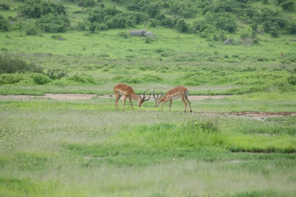 Wilde Antilope Säugetier in afrikanischen Botswana Savanne — Stockfoto